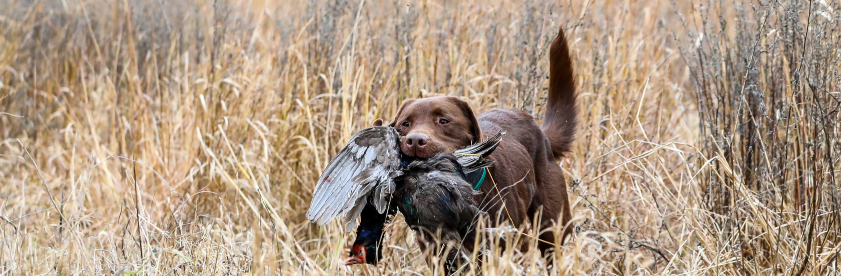 Platte River Kennels, MN